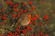 Robin (Erithacus rubecula) perched in hawthorn bush with red berries, England