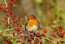 Robin (Erithacus rubecula) perched in hawthorn bush with berries, England