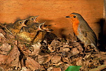 Robin (Erithacus rubecula) with young in nest box. England, UK, Europe