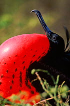 Great frigate bird (Fregeta minor) male with pouch fully inflated. Orgenoves Island, Galapagos