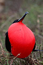Great Frigate bird (Fregeta minor) male courtship display with pouch fully inflated. Galapagos, Tower Orgenoves Island