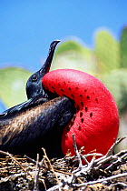 Great Frigate bird (Fregeta minor) male courtship display. Galapagos, Tower Orgenoves Island