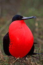 Great frigate bird (Fregeta minor) male with pouch fully inflated. Orgenoves Island, Galapagos