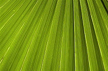 Detail of palm leaf, back lit.