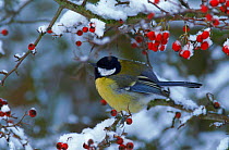 Great tit perched in hawthorn tree, winter, England