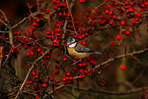 Blue tit (Parus major) in tree. England, UK, Europe