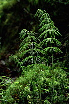 Wood Horestail (Equisetum sylvaticum) Scotland