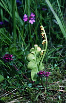 Moonwort Fern (Botrychium lunaria) & Wild thyme, Scotland