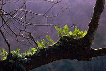 Common polypody fern (Polypodium vulgare) on oak branch. Scotland, UK, Europe