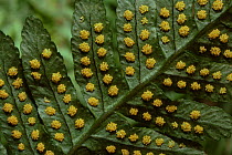 Common polypody fern (Polypodium vulgare)  Sori on underside of frond, Scotland