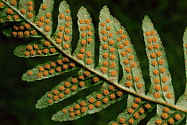 Common polypody fern (Polypodium vulgare) sori on underside of frond, Scotland
