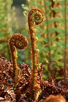 Scaly Male Fern unfolding fronds, Scotland