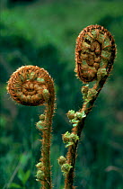 Scaly male fern unfolding fronds, Scotland