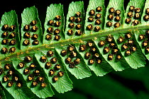 Male fern - sori / spores on underside of frond. Scotland