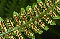 Male Fern (Dryopteris filix mas) Sori on underside of frond, Scotland