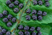 Male Fern - sori on underside of frond (Dryopteris filix mas) Scotland