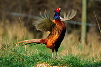 Pheasant cock calling, England