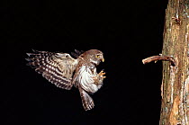 Eurasian Pygmy owl flying to tree at night, Germany
