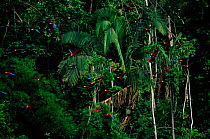 Green winged macaws. Madre De Dios River, Peru, Amazon, South America
