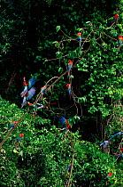Green winged macaws perched by salt lick. Madre De Dios River, Peru, Amazon, South America
