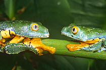 Two Treefrogs facing one another (Agalychinis craspedopus) Ecuadorian Amazon, Ecuador, South America