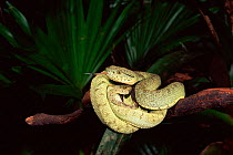 Two Striped Forest Pit Viper (Bothriopis bilineatus) Ecuador Ecuadorian Amazon, South America