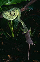 Two striped forest pit viper (Bothriopis bilineatus) eating a whole rat, sequence 2/3, Ecuador, South America Controlled conditions