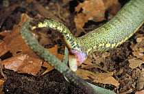 Two striped forest pit viper (Bothriopis bilineatus) showing defecation, Ecuador, South America
