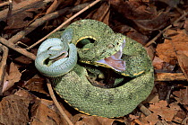 Two Striped Forest Pit Viper mother with day old young. Ecuadorian Amazon rainforest.