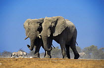 Two African elephants with Oryx in background, Etosha NP, Namibia