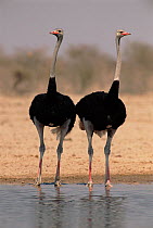 RF- Two male Ostrich (Struthio camelus) at a waterhole, Ethosha National Park, Namibia. (This image may be licensed either as rights managed or royalty free.)