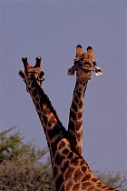 Two male Giraffe (Giraffa camelopardalis) sparring (also known as 'necking'). Namibia, Southern Africa