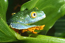 Treefrog (Agalychnis craspedopus) Yasuni NP, Ecuador, Ecuadorian Amazon