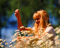 Girl threading wild strawberries in a meadow of daisies. Sweden, Scandinavia, Europe