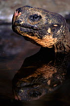 Galapagos Giant Tortoise at Charles Darwin Research Station