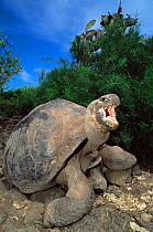 Galapagos Giant Tortoise, Charles Darwin Research Station (Geochelone elephantopus)