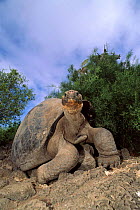 Galapagos Giant tortoise. Charles Darwin Research Station, Galapagos.