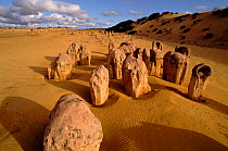 Fossilised trees. Pinnacle Desert, Western Australia