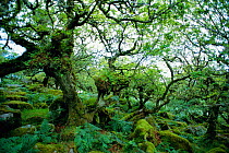 Wistmans Wood, Devon, UK - ancient oak woodland (Quercus robur, Quercus petraea and hybrids)