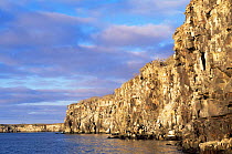 Cliff walls on Tower / Genoves Island, Galapagos Islands.