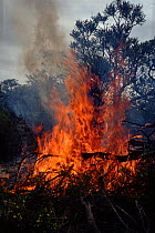 Australia bushfire, Perth. Western Australia.