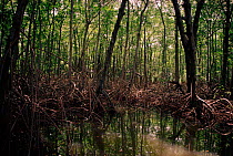 Mangrove swamp on east coast,Trinidad