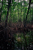 Mangrove swamp. East coast, Trinidad, Caribbean