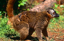 Red Fronted Lemur carrying young (Lemur fulvus rufus) captive, from Madagascar.