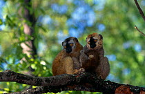 Red Fronted Lemurs (Lemur fulvus rufus) sitting on branch, captive, from Madagascar.