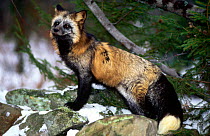 Cross fox (Red fox colour variation) in snow {Vulpes vulpes} captive, Vermont USA