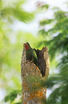 Cuban amazon parrot  (Amazona leucocephala) at nest cavity entrance, Zapata Swamp, Cuba