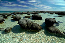 Stromatolites - fossilsed cyano bacteria (the oldest forms of life on Earth) which lived together in communities forming the structures called stromatolites, Hamelin Pool, Shark Bay, Western Australia