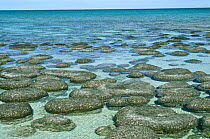 Stromatolites,  Hamelin Pool, Shark Bay, Western Australia