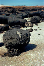 Stromatolites. Hamelin Pool, Shark Bay, Western Australia